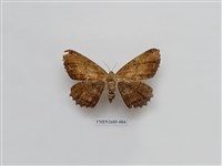 藏品(尺蛾230)的圖片